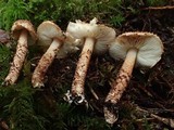 Echinoderma echinaceum image