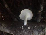 Polyporus tubaeformis image