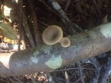Polyporus tubaeformis image