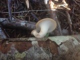 Polyporus tubaeformis image