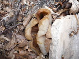 Peziza vesiculosa image