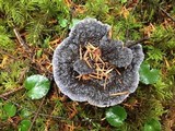 Hydnellum caeruleum image
