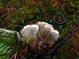 Hydnellum caeruleum image
