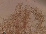 Echinoderma echinaceum image