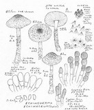 Echinoderma echinaceum image
