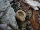 Peziza vesiculosa image