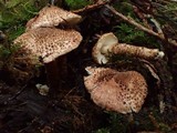 Echinoderma echinaceum image