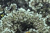 Physciella chloantha image