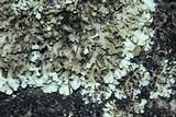 Physciella chloantha image