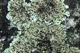 Physciella chloantha image