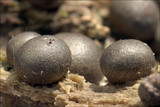 Lycogala epidendrum image