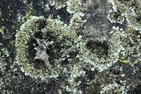 Physciella chloantha image
