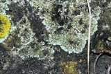 Physciella chloantha image
