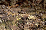 Lycogala epidendrum image