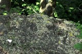Physciella chloantha image