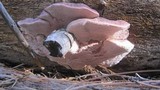 Leptoporus mollis image