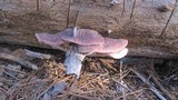 Leptoporus mollis image
