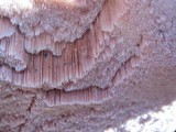 Leptoporus mollis image