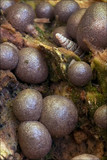 Lycogala epidendrum image