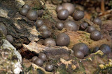 Lycogala epidendrum image