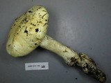 Amanita smithiana image