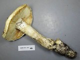 Amanita smithiana image