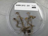 Dendrocollybia racemosa image