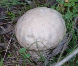 Calvatia craniiformis image