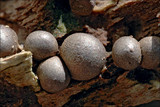 Lycogala epidendrum image