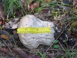 Calvatia craniiformis image
