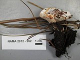 Hydnellum peckii image