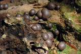 Lycogala epidendrum image
