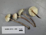 Lepiota castaneidisca image