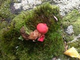 Calostoma cinnabarinum image