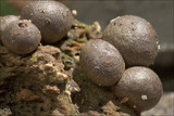 Lycogala epidendrum image