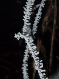 Brunneocorticium corynecarpon image
