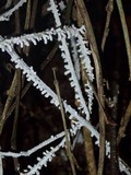 Brunneocorticium corynecarpon image