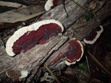 Earliella scabrosa image