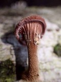 Panus lecomtei image