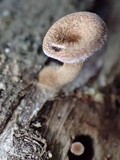Panus lecomtei image