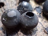 Phylacia poculiformis image