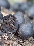 Phylacia poculiformis image