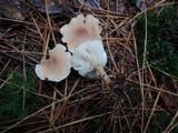 Clitocybe fragrans image