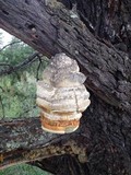 Fomitopsis officinalis image