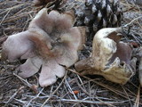 Sarcosphaera coronaria image
