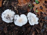 Tricholoma subresplendens image