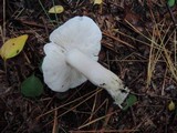 Tricholoma subresplendens image