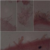 Panaeolus antillarum image