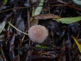 Mycena rosea image