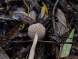 Mycena rosea image